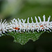 Giant Atlas (Attacus atlas) caterpillars