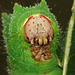 Chinese Oak Silkmoth (Antheraea pernyi) caterpillar