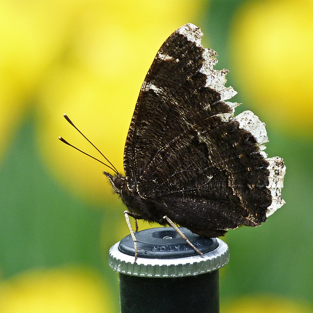Underwings of a Mourning Cloak