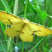 Xanthotype sp. 'Geometer' Moth