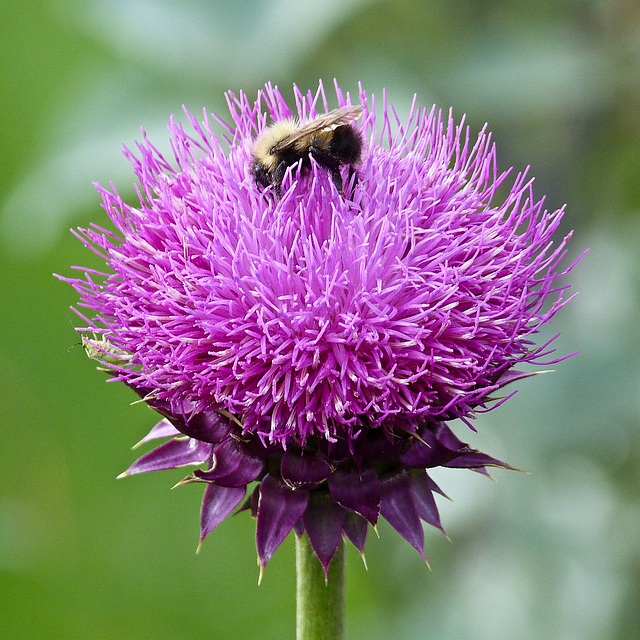 My favourite kind of Thistle