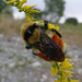 Bee on Yellow Sweetclover