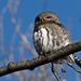Northern Pygmy-owl