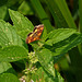 A Pyraloid Moth