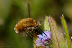 Bee Fly (Bombylius major)
