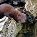 Close encounter with a Mink