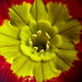 Vibrant centre of a Primula flower