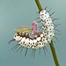 Zebra Longwing caterpillar?