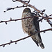 Merlin female / Falco columbarius