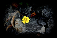 La fleur qui aimait une pierre
