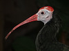 Southern Bald Ibis / Geronticus calvus