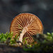 Mushroom wheel
