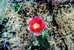 6-16-cactus_flower-r_adj