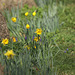 Daffodils and Grape Hyacinths