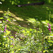 Wild Flowers corner in the Pond Garden