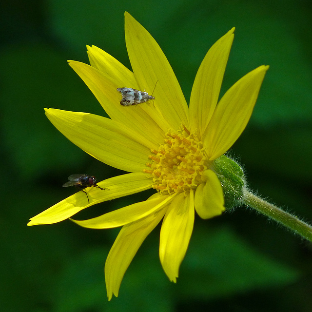 Heart-leaved Arnica with visitors