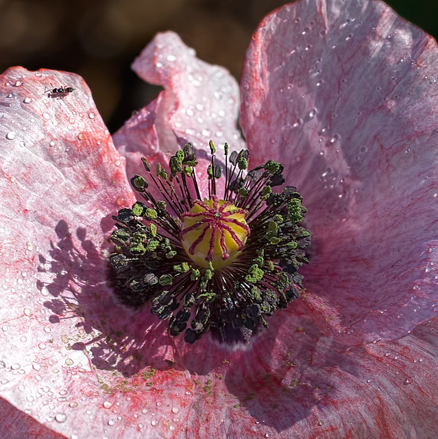 Heart of a Pink Poppy