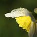 Daffodil with water droplets