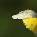 Daffodil with water droplets