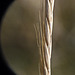 Slender Wheatgrass / Elymus/Agropyron trachycaulus