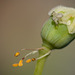 "Get it Off My Face!!!!"...Adorable Baby Swift Crab Spider on a Tiny Poppy Seed Pod