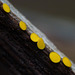 Tiny Lemon Drops / Bisporella citrina
