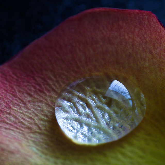 Water droplet on a petal
