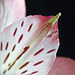 Peruvian Lily / Alstroemeria