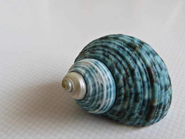 Turban shell