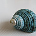 Turban shell