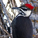 Pileated Woodpecker / Dryocopus pileatus