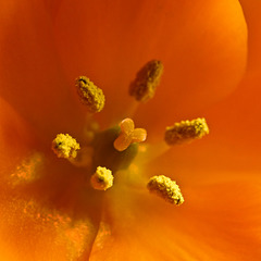 Orange Star / Ornithogalum dubium