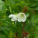 White-flowered Rhododendron / Rhododendron albiflorum