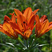 Four-bloom Western Wood Lily