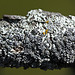 Lichen from Horseshoe Canyon