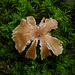 Mushroom "petals"
