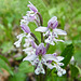 Round-leaved Orchid / Amerorchis rotundifolia
