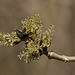 Ash (Fraxinus excelsior) flowers