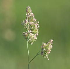 Cock's-foot grass (Dactylis glomerata)