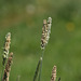 Timothy grass (Phleum pratense ssp pratense)