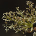 Ash (Fraxinus excelsior) flowers