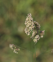 Cock's-foot grass (Dactylis glomerata)