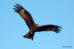 20070202-0291 Black kite