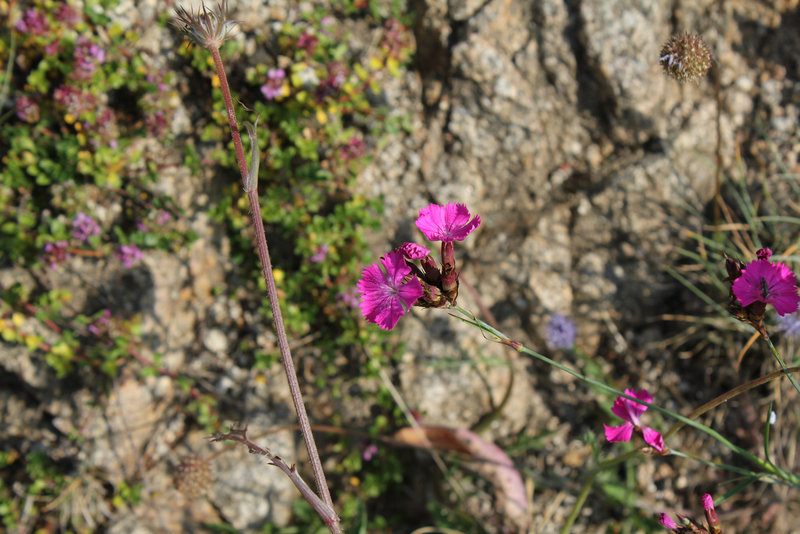 Dianthus carthusianorum-Oeillet des Chartreux (3)