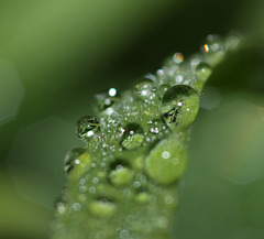 Water droplets on blade of grass