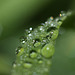 Water droplets on blade of grass
