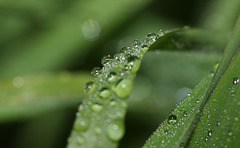 Water droplets on blades of grass