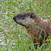 How much wood would a Woodchuck chuck ...... ?