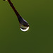 Sunny raindrop on silver birch twig