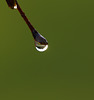 Sunny raindrop on silver birch twig